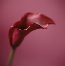 Lily, Arum lily, Calla lily, Zantedeschia.