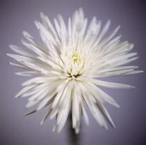 Chrysanthemum.