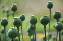 Poppy, Opium poppy, Papaver somniferum.