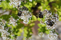 Marjoram, Oregano, Origanum.