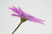 Osteospermum, Cape Daisy.