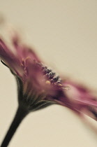 Osteospermum, Cape Daisy.