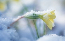 Primrose, Primula vulgaris.