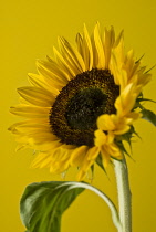 Sunflower, Helianthus annuus.