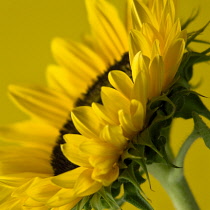 Sunflower, Helianthus annuus.