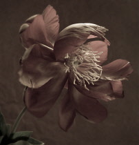 Peony, Paeonia.