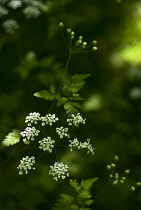 Cow Parsley, Anthriscus sylvestris.