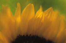 Sunflower, Helianthus annuus.