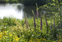 Foxglove, Digitalis purpurea.