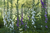 Foxglove, Digitalis purpurea.