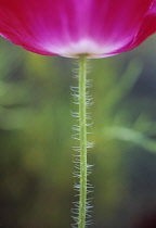 Poppy, Papaver.