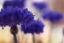 Cornflower, Centaurea cyanus.