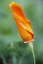 Poppy, Papaver.