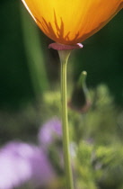 Poppy, Californian poppy, Eschscholzia californica.