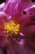 Peony, Paeonia.