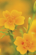 Marigold, Calendula.