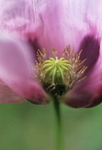 Poppy, Opium poppy, Papaver somniferum.