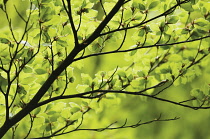 Beech, Fagus sylvatica.