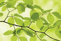 Beech, Fagus sylvatica.