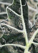 AfricanMask, Alocasia amazonica.