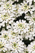 Candytuft, Iberis umbellata.