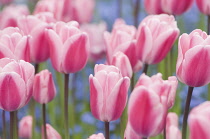 Tulip, Tulipa.