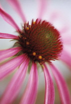 Echinacea, Purple coneflower, Echinacea.