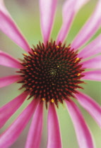 Echinacea, Purple coneflower, Echinacea.