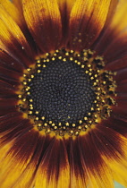 Sunflower, Helianthus.