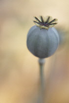 Poppy, Opium poppy, Papaver somniferum.