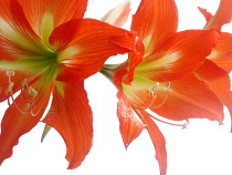 Amaryllis, Hippeastrum.