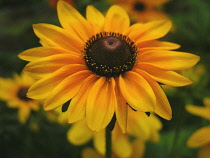 Coneflower, Black-eyed Susan, Rudbeckia.