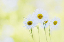 Daisy, Ox-eye daisy, Leucanthemum vulgare.