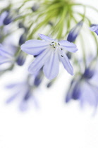 Agapanthus, Agapanthus africanus.