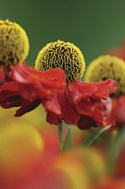 Helen's Flower, Sneezeweed, Helenium.