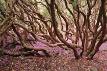 Rhododendron.