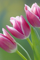 Tulip, Tulipa.