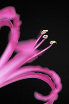 Nerine, Nerine bowdenii.