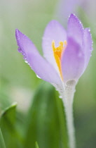 Crocus.