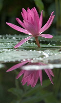 Waterlily, Nymphaea.