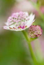 Astrantia, Masterwort.