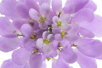 Candytuft, Iberis umbellata.