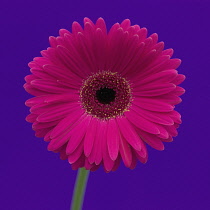 Gerbera.