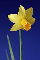 Daffodil, Narcissus.