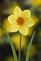 Daffodil, Narcissus.