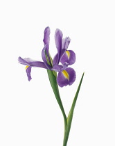 Iris.