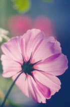 Cosmos, Cosmos bipinnatus.