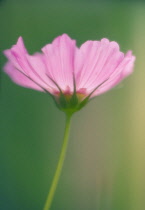 Cosmos, Cosmos bipinnatus.