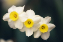 Daffodil, Narcissus.