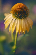 Echinacea, Purple coneflower, Echinacea.